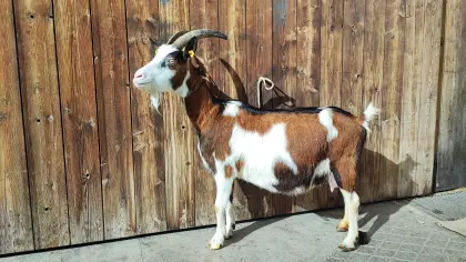 TS Bockmutter