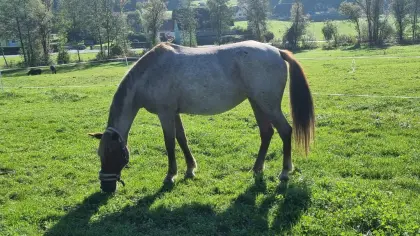 Ung. Warmblutstute