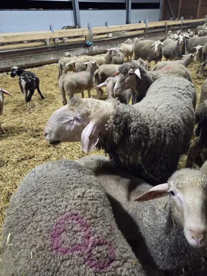 Merino-Schafwidder