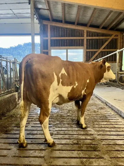 Bio-Jungkuh in Milch