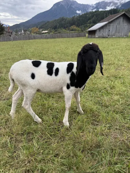 Tscheggen Kälber