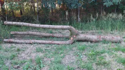 Baumgabel Dreizack Fichtenholz