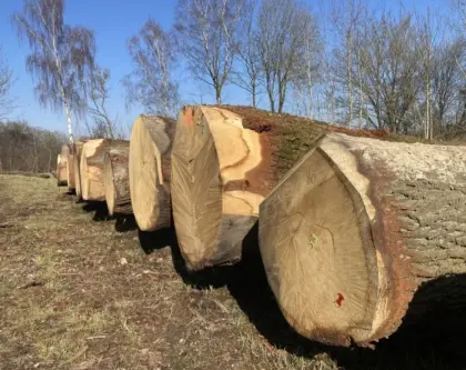 Brennholz