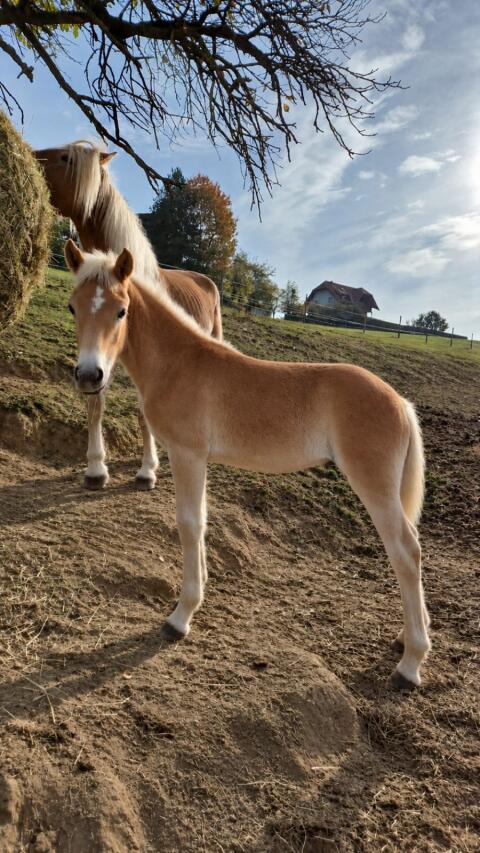 Haflinger-Stutfohlen Casandra