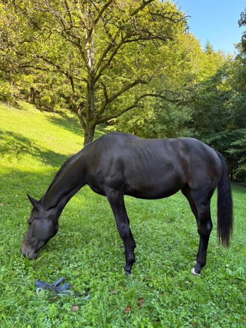Warmblutstute roh