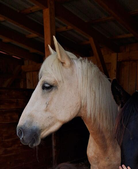 Calimero, Palomino, liebes Reitpony mit Therapieerfahrung