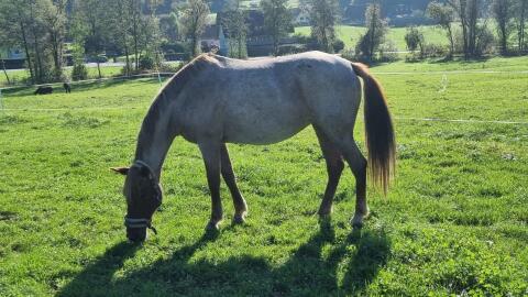 Ung. Warmblutstute