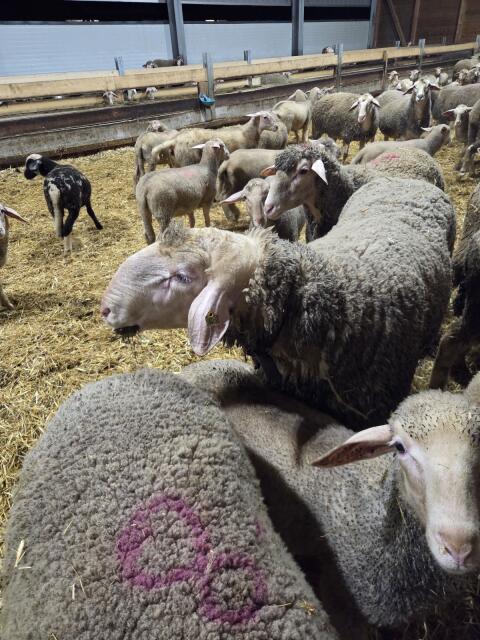 Merino-Schafwidder