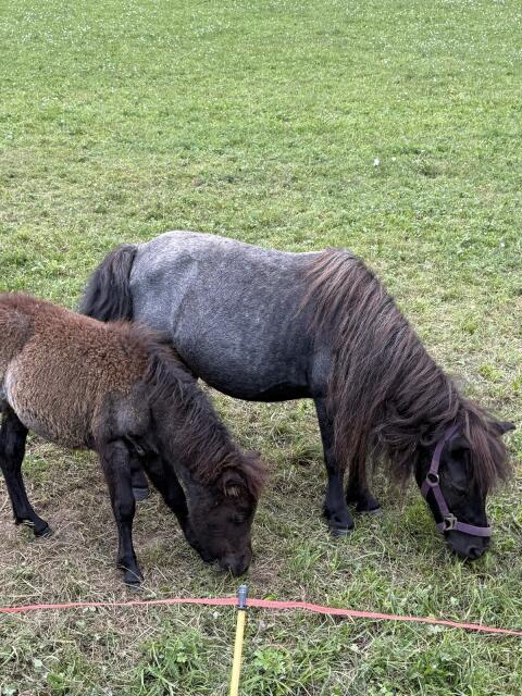 Ponystute mit Stutfohlen