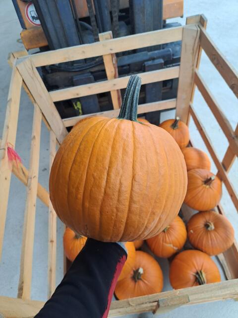 Halloween-Kürbisse