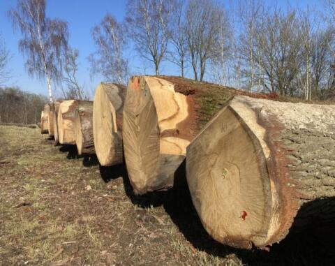 Brennholz