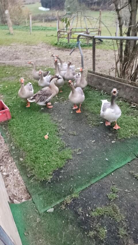 Gänse