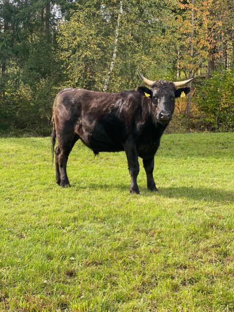 Reinrassige Bio-Wagyu-Rinder