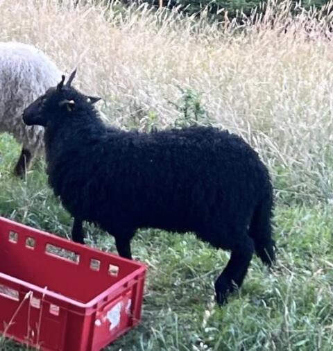 Zackelschaf
