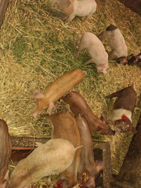 Mastferkel
