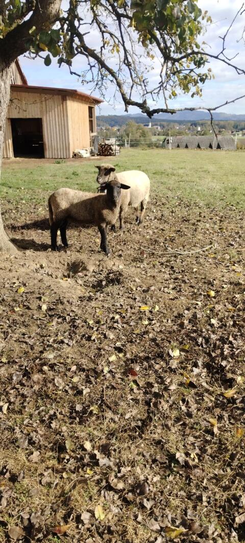 Schaf