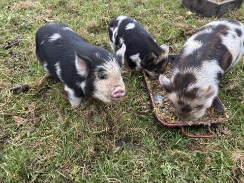 Kunekune-Ferkel (HB)