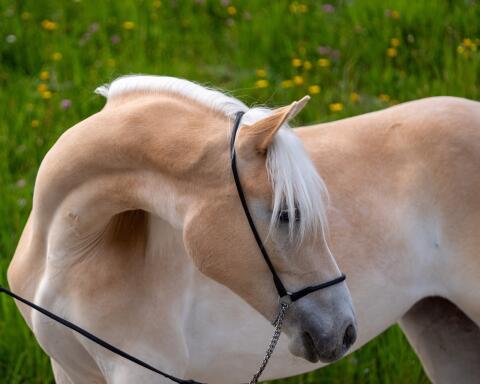 Haflinger Jungstute Larusch