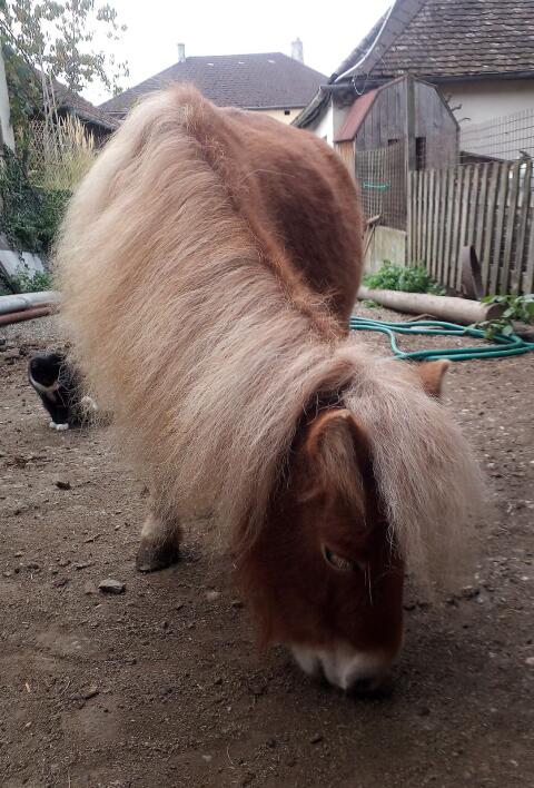 Pony