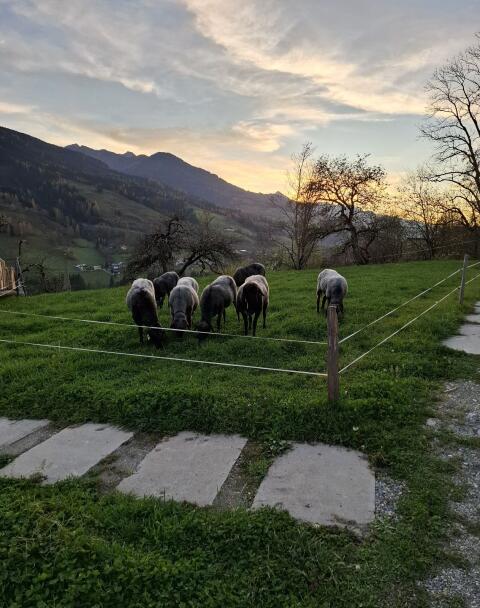 Tiroler Steinschafe