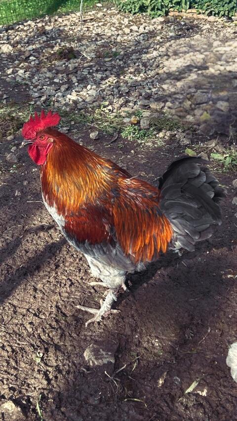 Marans-Hahn, reinrassig