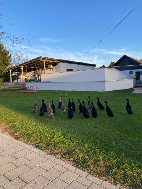 Laufenten