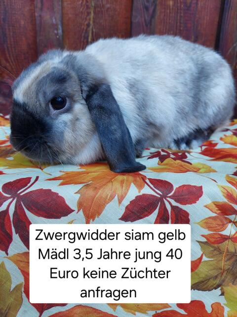 Zwergwidder Mädls suchen Kuschelplatz