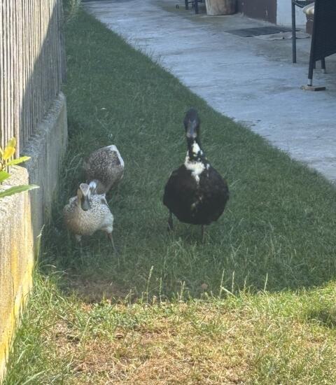 Enten, Erpel