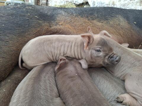 Bio-Ferkel Duroc x Berkshire