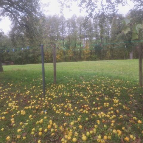 Birnen