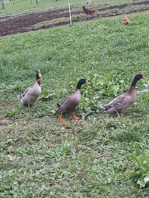 Enten