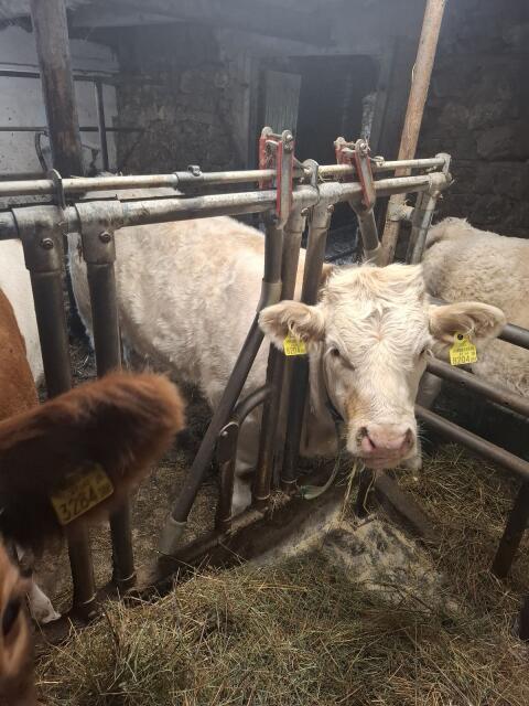 Charolais x Fleckvieh Kälber, weiblich