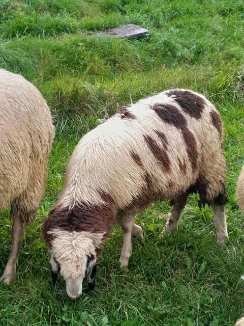 Widder