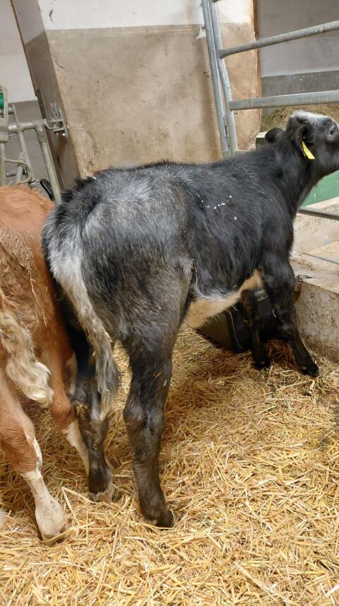 Kalb