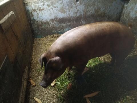 Speck-Sau, Wurst-Sau