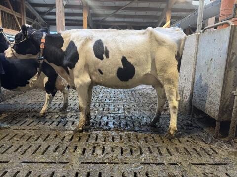 HF-Erstlingskuh mit 33 l Tagesgemelk