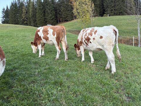2 belegfähige Fl. Kalbinnen