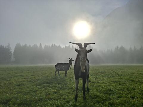 Tauernscheckenbock