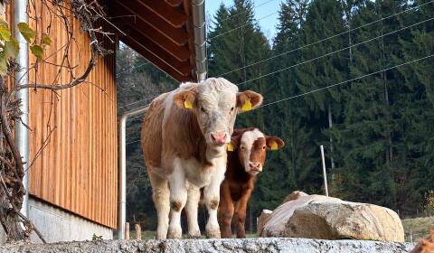 Suche Landwirtschaft, Hofstelle für Pacht oder Kauf