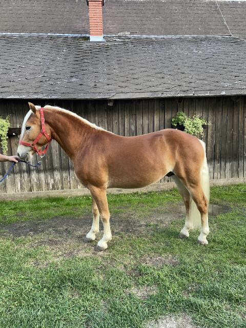 Haflinger Hengst 2 1/2-jährig Saphir