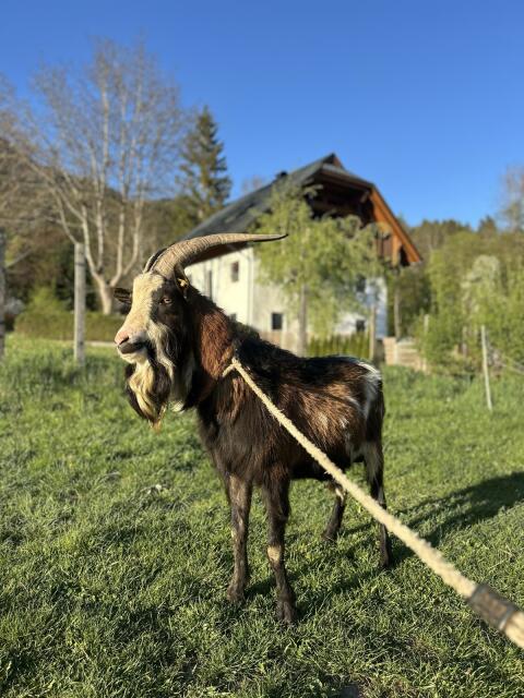 Tauernschecken-Bock