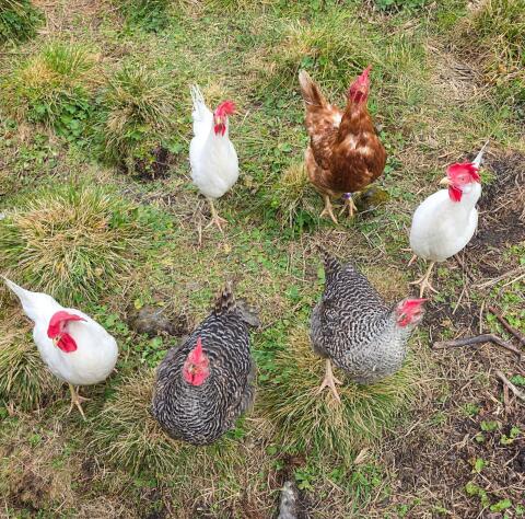 Legehennen abzugeben
