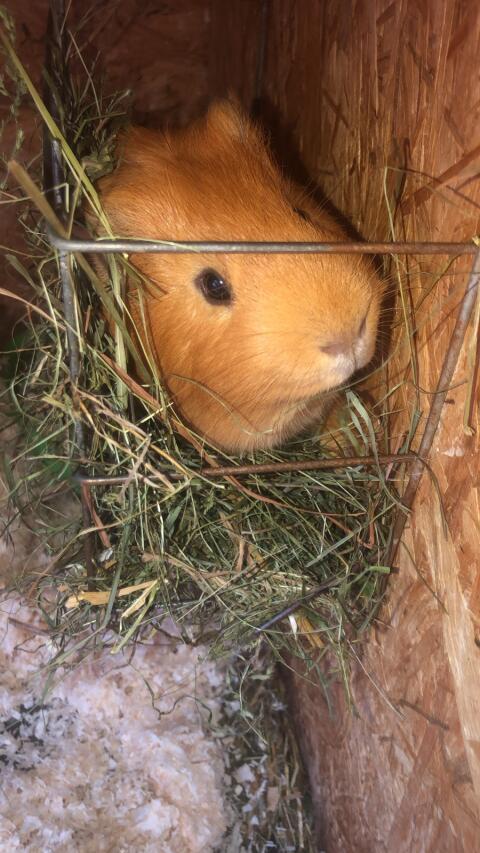 Meerschweinchen