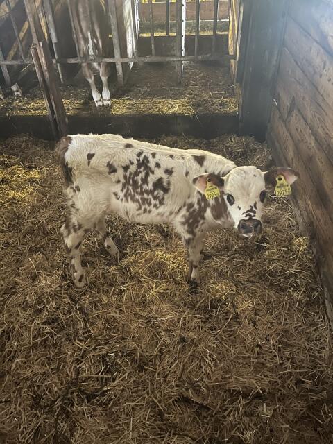 Bio-Normande-Stierkalb