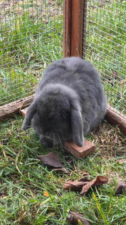 Hase zu verschenken