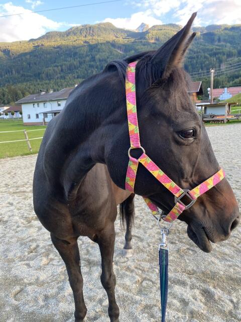 Reitbeteiligung für unsere Minnie gesucht