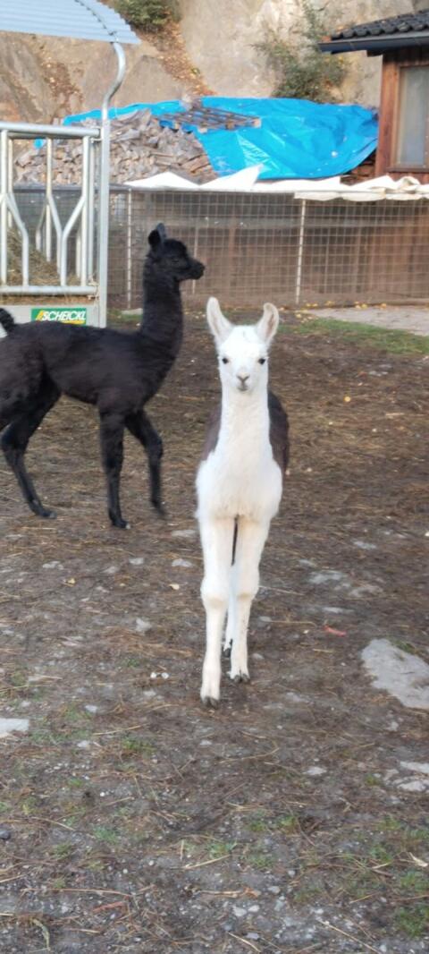 Lamas, 8 Stk.
