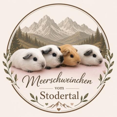 California-Meerschweinchen