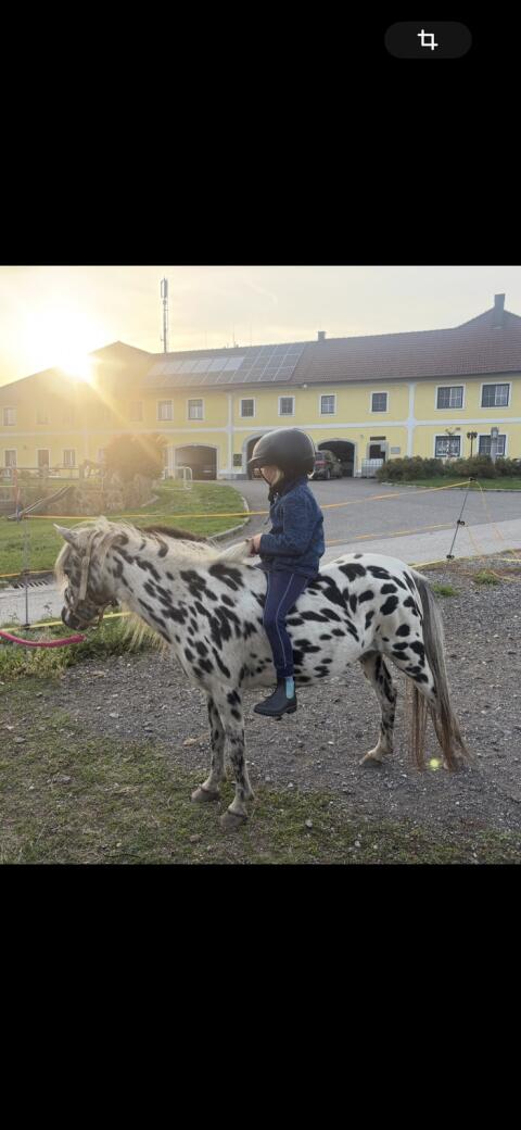 Pony-Stute