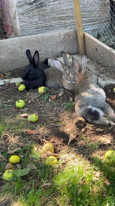 Drei liebe Hasen zu verkaufen